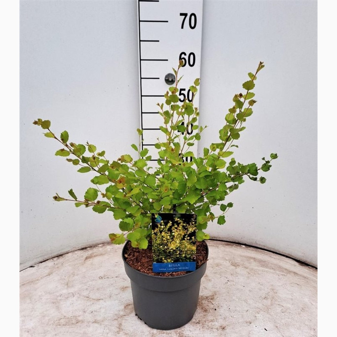 Dvärgbjörk – Betula nana 'Golden Treasure' - C4 40-60 CM